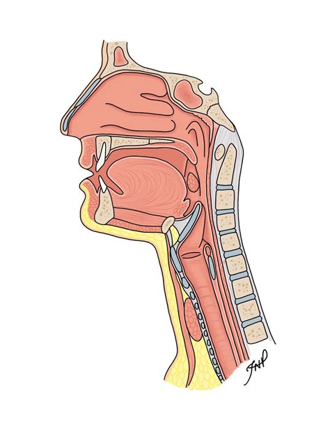 Human Throat Anatomy