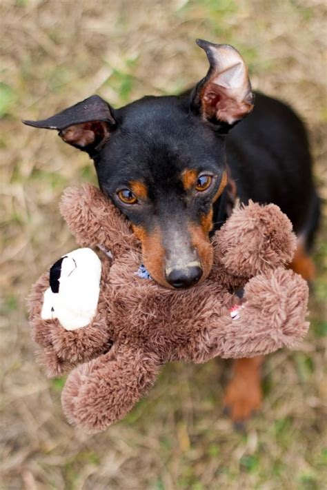 Pin By Nevaeh Hines On Dogs And Puppies Cute Dogs Mini Pinscher