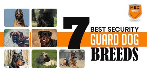 7 Best Guard Dog Breeds In The Uk Mec Security