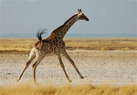 Encyclopedia Giraffe Running