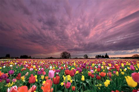 Sunset Over Farm Field Of Tulip Flowers Blooming In Oregon In