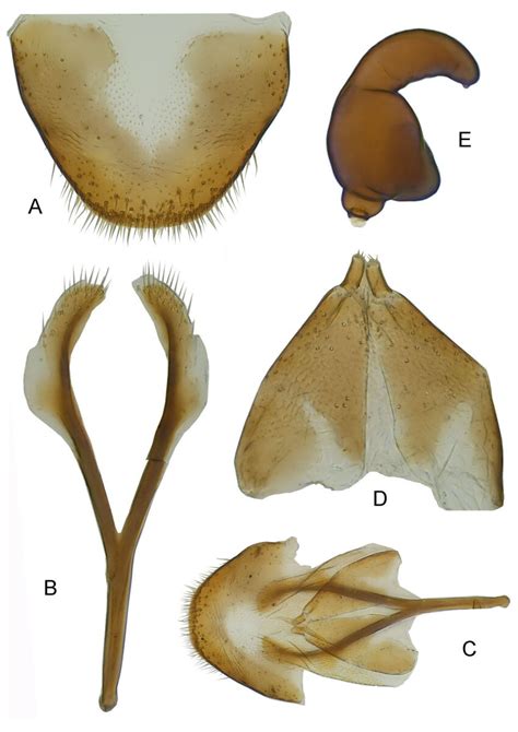 Figure Acentrus Histrio Schoenherr 1837 Female Genitalia And