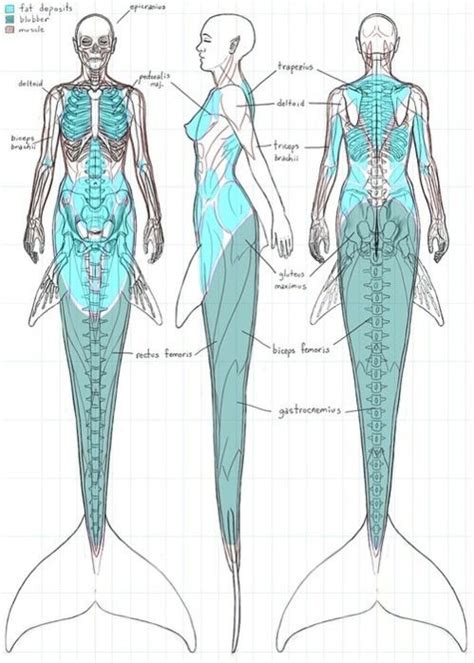 Mermaid Anatomy Post8674130381 Mermaid Art