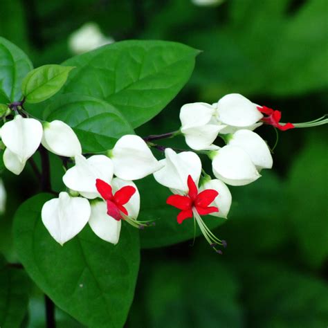 Egrow 20pcs Clerodendrum Thomsonae Balf Seeds Rare Flower Garden Bonsai