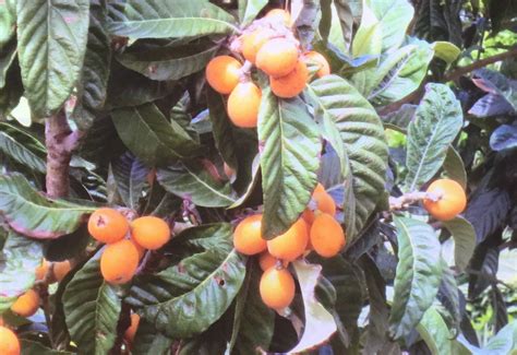 Nespole Are Small Fruits Harvested In May Photo From Pizzo Vibo