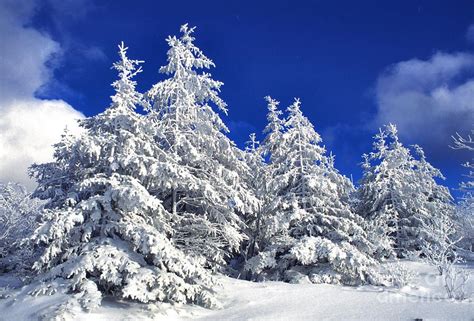 Snow Covered Pine Trees By Thomas R Fletcher Snow Images Snow Photo