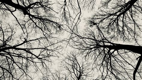 Download Leafless Trees Black Aesthetic Wallpaper