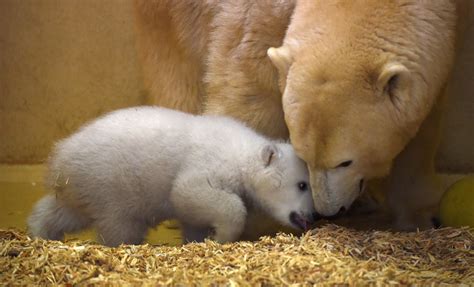 Peek A Boo Baby Polar Bear Ventures Out Of Birth Cave Nbc News