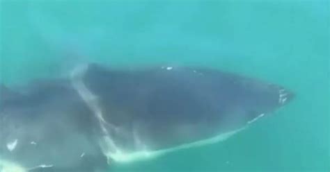 A Fisherman S Terrifying Encounter As A Foot Great White Shark Swims Alongside A Boat