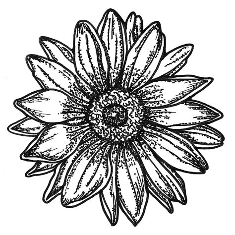 Gerber Daisy Coloring Page Coloring Pages