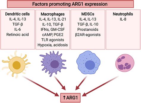 Frontiers Myeloid Cell Derived Arginase In Cancer Immune Response