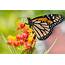 Monarch Butterfly Population Witnesses Alarming Decline  Urban Bird