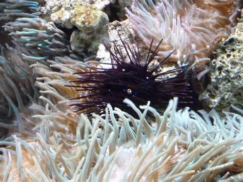 Long Spined Sea Urchin Chester Zoo Urchin Zoo