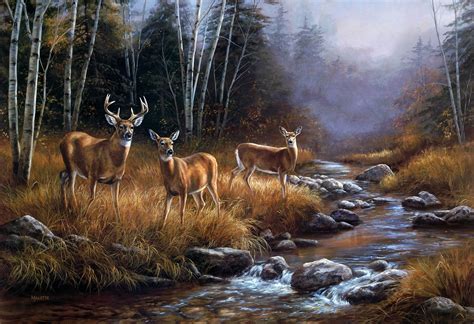 Whitetail Deer Backgrounds ·① Wallpapertag