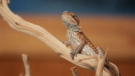 As lizards go, these animals are relatively simple to care for and easy to handle. 7 Cool Facts about Bearded Dragons | Pet Reptiles - YouTube