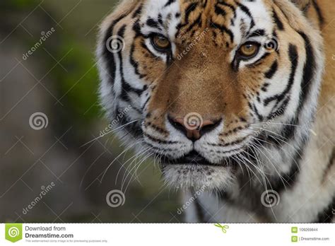 Close Up Of A Beautiful Rare Amur Tiger Stock Photo Image Of
