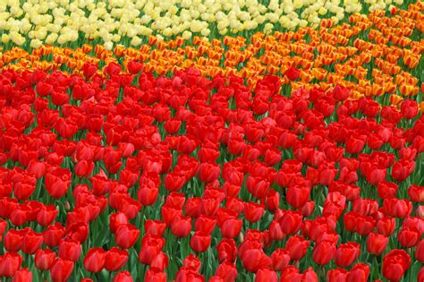 Vivid Color Tulips Free Stock Photo Public Domain Pictures