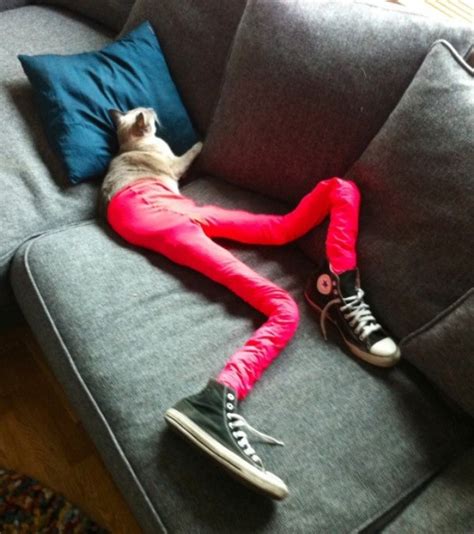 10 Pictures Of Cats Wearing Tights — Its A Real Trend Catster