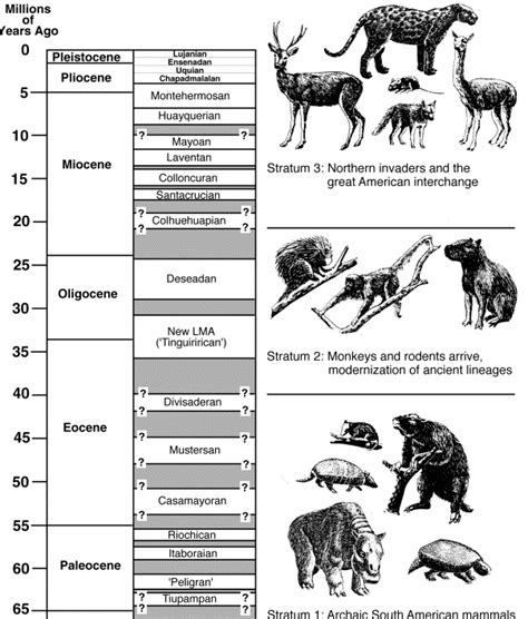Recent Advances In South American Mammalian Paleontology Trends In