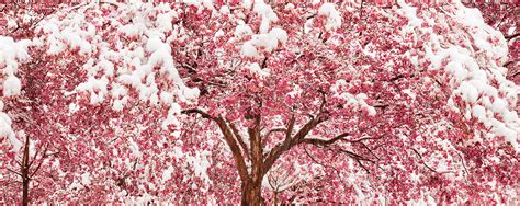 Red Cherry Blossom Tree Covered In Snow Lewis Carlyle Photography