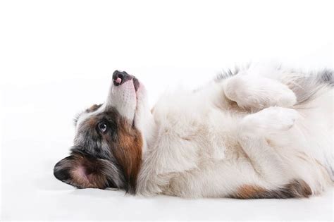 Köpeklerde Epilepsi Nedenleri Ve Tedavisi Miyavliyo