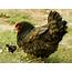 WOW Hens Wallpapers Downlaod Animals Photos
