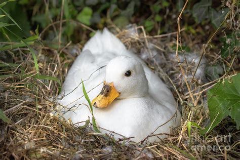 White Call Duck Sitting On Eggs In Her Nest Photograph By Jason Jones