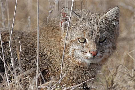 Pardofelis badia vous lisez un « article de qualité ». Minden Pictures stock photos - Pampas Cat (Leopardus ...