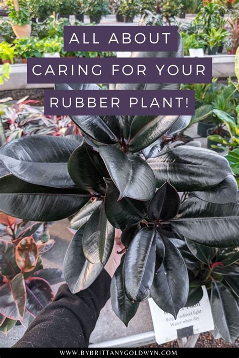 Learn How To Care For A Rubber Plant These Are All The Rubber Tree