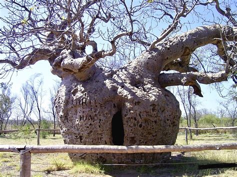 Baobab Prison Tree De Boab Prison Tree Is Een Australische Flickr