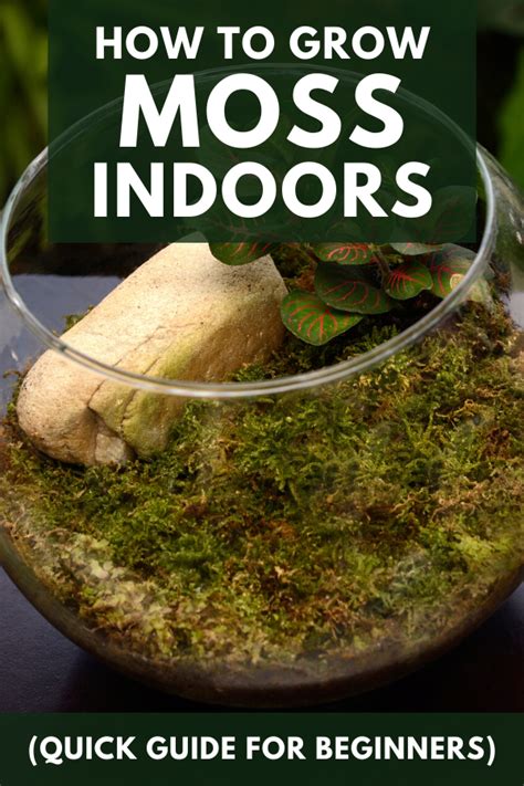 How To Grow Moss Indoors Quick Guide For Beginners Growing Moss