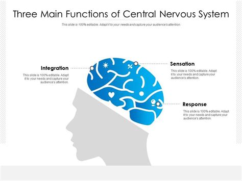 Three Main Functions Of Central Nervous System Powerpoint Slides