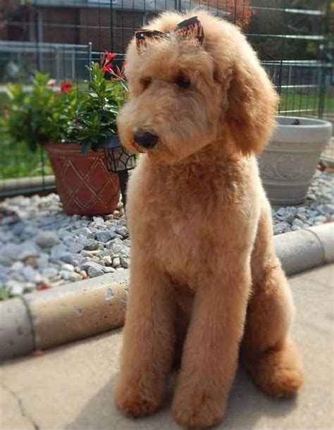 And the head is scissored and rounded to perfection. 20+ Best Goldendoodle Haircut Pictures - The Paws in 2020 ...