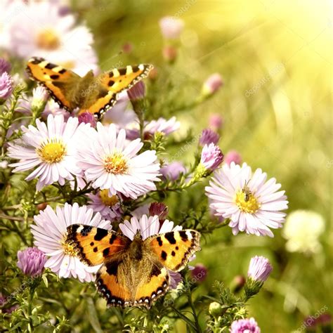 Two Butterfly On Flowers — Stock Photo © Artjazz 2621347