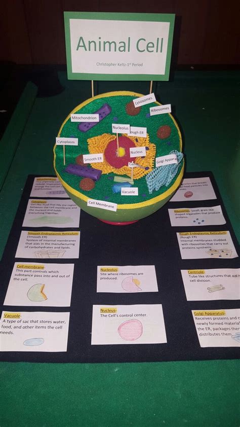 Animal Cell Project 6th Grade The 25 Best Animal Cell Project Ideas