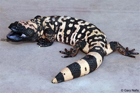 banded gila monster heloderma suspectum cinctum