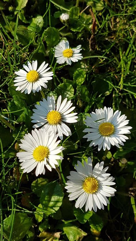 Daisy Stock Photo Image Of Normal Flowers Pretty Cute 93357228