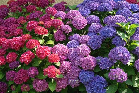 Hydrangeas How To Plant And Care For Hydrangea Shrubs The Old Farmer