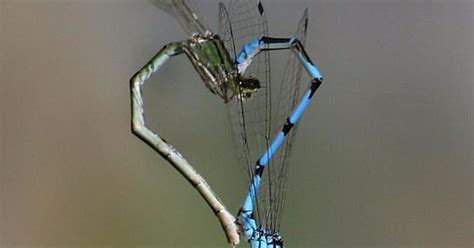 Dragonfly Sex Is All About The Love Imgur