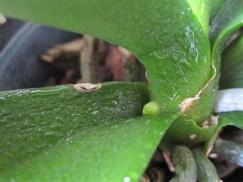 The stage usually lasts a couple of months and it is characterized by the growth of new leaves and new roots. How to tell the difference between orchid roots and orchid ...