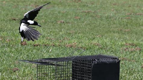 Vicious Magpies Out Early This Year Attacking And Injuring Across The