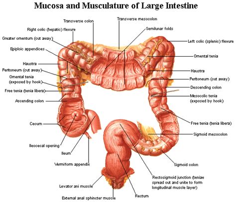 Colon And Rectal Anatomy