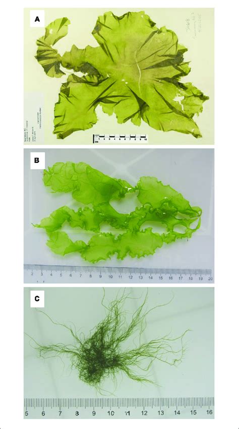 Three Morphotypes Of Ulva Compressa Collected From China And Usa A