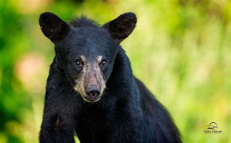 Portrait Of Black Bear Youngster In Explore Black Bear Bear Ursus