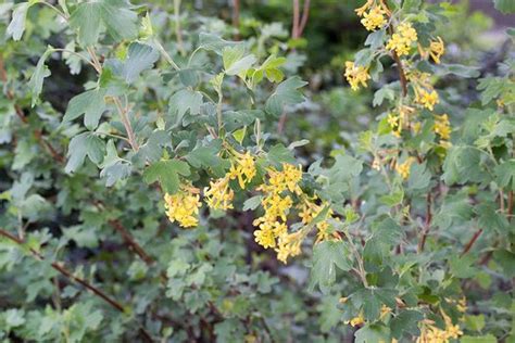 Ribes Aureum Ribes Odoratum Buffalo Currant Clove Currant Plant