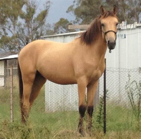 Isabel is a five year old paint national show horse tingo english western o. Pretty Brumby bred Buckskin | Top Horse