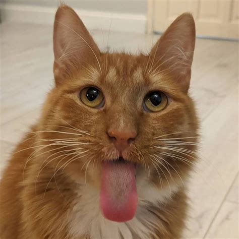 The cerebellum is part of the normal animal brain, and makes up a large portion of the brain's matter. Meet The Handsome Cat With Cerebellar Hypoplasia Who Found ...