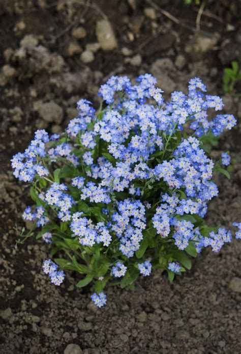 How to make 10000 a month? When To Plant Forget-Me-Nots - Tips On Planting Forget-Me ...