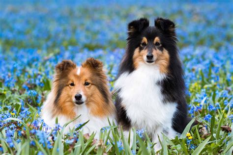 Miniature Sheltie Everything You Need To Know With Pictures