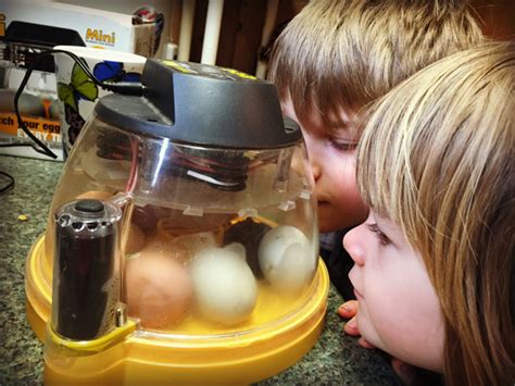 Hatching Eggs How To Use An Incubator Grow Northwest